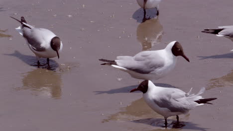 Beautiful-shot-of-male-and-female-brown-headed-gulls