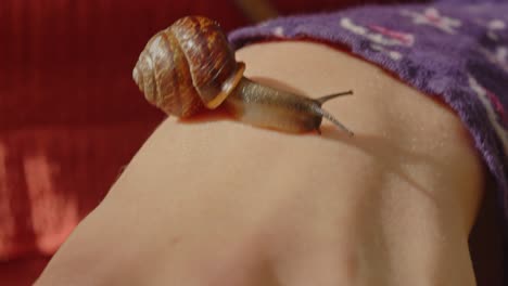 Close-up-of-a-snail-crawling-on-the-hand-of-a-person