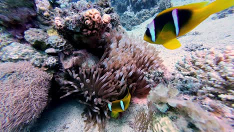 Underwater-fish-school-yellow-golden-black-white-around-coral-marine-sea-bottom-underwater-scuba-diving-shot-point-of-view