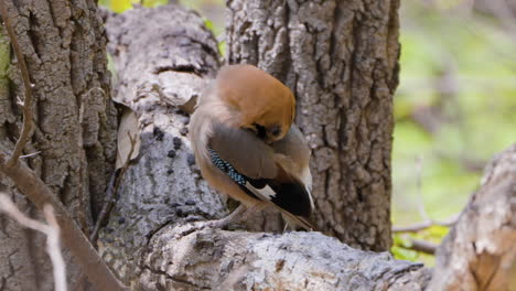 Juvenile-Eurasian-Jay-Bird-Preens-Feathers-on-Tree---close-up