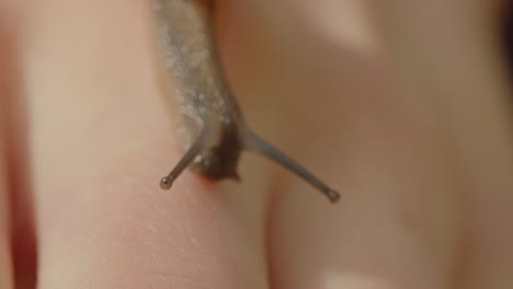 Beautiful-macro-of-a-snail-crawling-over-a-woman's-finger-and-feeling-around-with-it's-lower-tentacles