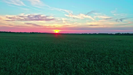 Wachsende-Maisfelder-Auf-Dem-Land-Ackerland-Mit-Einem-Farbenfrohen-Sonnenuntergang-Himmel