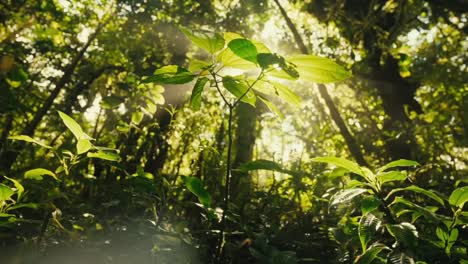 Sonnenstrahlen-Beleuchten-Blätter-In-Tropischen-Regenwaldbäumen-Und-Baumkronen-Im-Dschungel