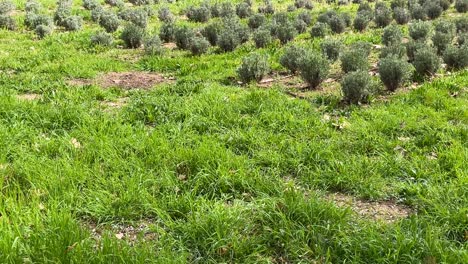 Vemos-Un-Terreno-Con-Hierbas-Verdes-Y-Levantando-La-Cámara-Hay-Una-Zona-De-Cultivo-De-Lavanda-Seguida-De-árboles-Frutales-Perales-En-Flor-Detrás-De-Caminos-Setos-Y-árboles-El-Jardín-Del-Príncipe