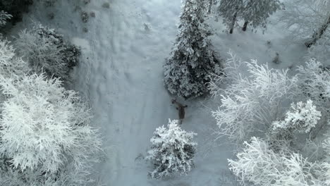 Luftaufnahmen-Eines-Rentiers,-Das-Zwischen-Bäumen-In-Luosto,-Lappland,-Finnland-Umherwandert-Und-Die-Ruhige-Arktische-Winterlandschaft-Zeigt