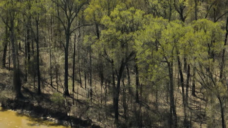 Hartholzbäume-An-Den-Flussufern-Des-Lower-Hatchie-National-Wildlife-Refuge-In-Tennessee,-USA