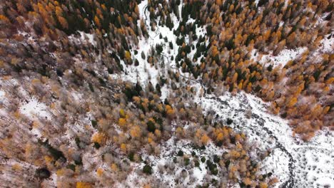 Colorful-autumn-foliage-in-dense-mountain-forest---Rhêmes-Notre-Dame,-Aosta-Valley---Aerial-Top-down-view