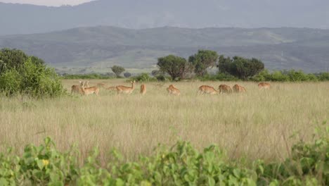 Herd-Of-Ugandan-Kob-Feeding-On-Grassland-At-Queen-Elizabeth-National-Park-In-Uganda