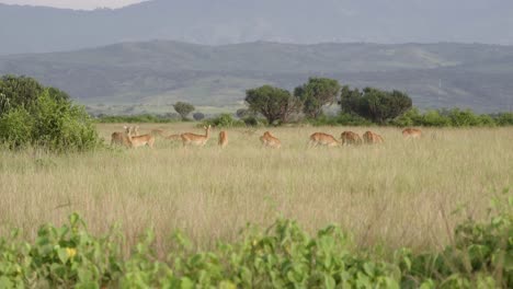 Manada-De-Kob-Ugandeses-Alimentándose-De-Pastizales-En-El-Parque-Nacional-Reina-Elizabeth-En-Uganda