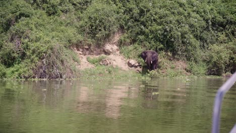Elefante-Africano-En-La-Orilla-Del-Canal-Kazinga-En-El-Parque-Nacional-Reina-Elizabeth,-Uganda