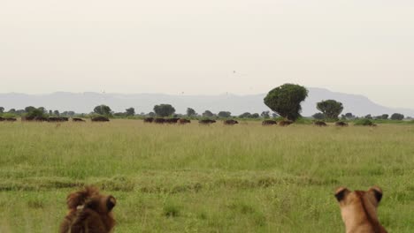 Herd-Of-Buffalos-Running-On-Grassland-With-Lion-Pride-Watching-In-Foreground