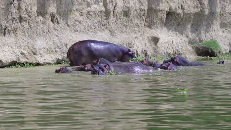 Manada-De-Hipopótamos-Bañándose-En-El-Canal-Kazinga-En-El-Parque-Nacional-Reina-Elizabeth,-Uganda