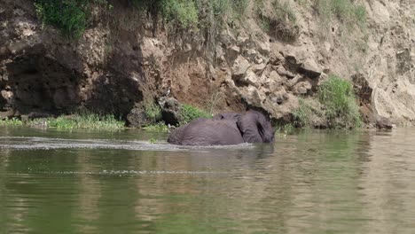 Afrikanischer-Elefant-Läuft-Im-Wasser-Im-Queen-Elizabeth-Nationalpark-In-Uganda