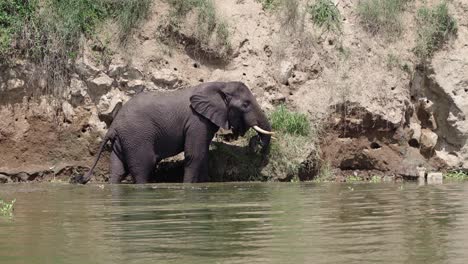 Grasende-Afrikanische-Elefanten-Im-Kazinga-Kanal,-Queen-Elizabeth-Nationalpark,-Uganda