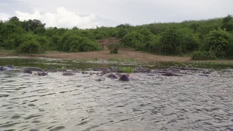 Un-Grupo-De-Hipopótamos-Sumergidos-En-El-Lago-Edward,-El-Parque-Nacional-Reina-Isabel,-Uganda