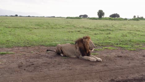 Large-Male-Lion-With-A-Thick-Bushy-Mane-In-Queen-Elizabeth-National-Park,-Uganda,-Africa