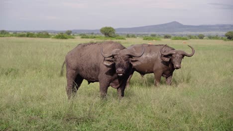 Un-Par-De-Búfalos-Africanos-De-Pie-En-La-Sabana-Verde-En-El-Parque-Nacional-Reina-Elizabeth,-Uganda,-áfrica