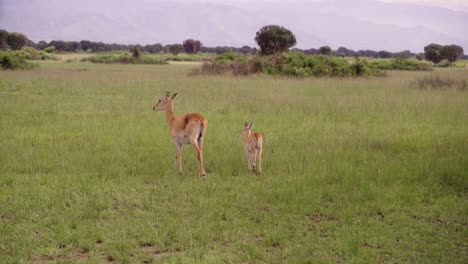 Female-Ugandan-Kob-And-Its-Calf-Walking-On-Grassland-At-Queen-Elizabeth-National-Park-In-Uganda