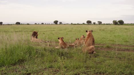 Afrikanische-Löwenfamilie-Ruht-Auf-Den-Grasfeldern-Im-Queen-Elizabeth-Nationalpark,-Uganda,-Afrika