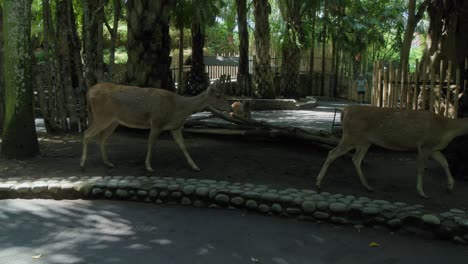 Two-Javan-Rusa-deer-stroll-through-Bali's-zoo