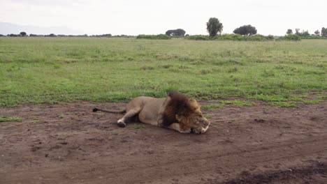 Adult-Male-Lion-Resting-In-The-Savannah-Of-Queen-Elizabeth-National-Park,-Uganda,-Africa