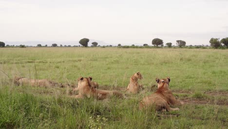 Orgullo-De-Leones-Africanos-Descansando-Sobre-La-Hierba-En-El-Parque-Nacional-Reina-Elizabeth-En-Uganda