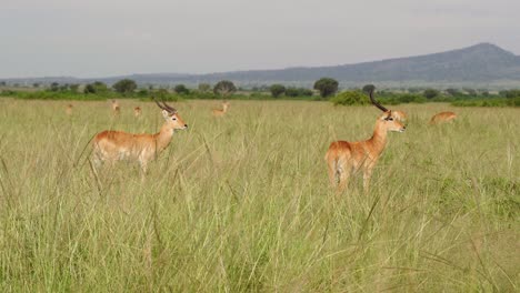 Männliche-Ugandische-Kobs-Auf-Grasland-Im-Queen-Elizabeth-Nationalpark-In-Uganda