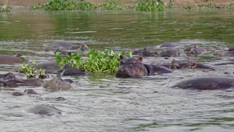 Hinchazón-De-Hipopótamo-En-El-Agua-En-El-Parque-Nacional-Reina-Elizabeth-En-Uganda
