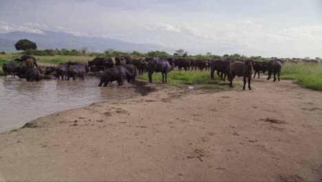 Eine-Große-Gruppe-Büffel-An-Wasserlöchern-Im-Queen-Elizabeth-Nationalpark,-Uganda,-Ostafrika