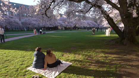 People-on-picnic-in-middle-of-cherry-blossom,-spring-day-at-the-University-of-Washington