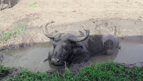 Afrikanischer-Büffel-Im-Dicken-Schlamm-Im-Queen-Elizabeth-Nationalpark,-Uganda