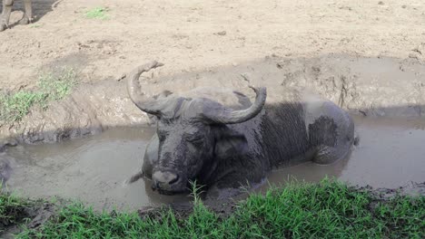 Búfalo-Africano-En-Barro-Espeso-En-El-Parque-Nacional-Reina-Isabel,-Uganda