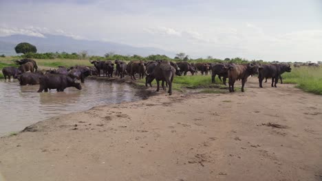 Búfalos-Africanos-Junto-Al-Abrevadero-En-El-Parque-Nacional-Reina-Isabel-En-Uganda