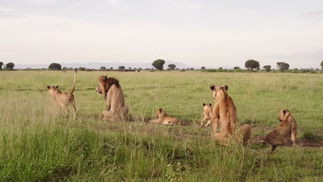 Family-Of-Lions-Resting-Over-Savannah-In-Queen-Elizabeth-National-Park-In-Southwestern-Uganda,-East-Africa