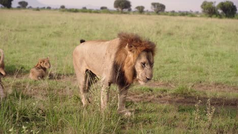 Male-Lion-Marking-His-Territory-By-Scratching-With-Hind-Feet-In-Queen-Elizabeth-National-Park,-Uganda,-Africa