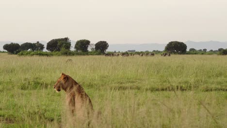 Vista-Detrás-De-Una-Leona-Sentada-En-El-Césped-Con-Un-Grupo-De-Búfalos-Africanos-En-La-Distancia