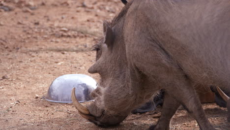 Cuidador-De-Animales-Alimentando-A-Un-Jabalí-En-Un-Recinto-Cerrado---Plano-Medio