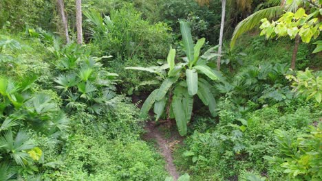 Vista-Aérea-Del-Paisaje-Sobre-Un-Denso-Y-Exuberante-Bosque-De-Bambú-En-Colombia