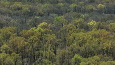 Exuberante-Bosque-De-árboles-En-El-Refugio-Nacional-De-Vida-Silvestre-Lower-Hatkie-En-Tennessee,-EE.UU.