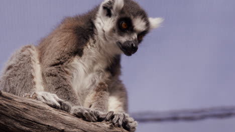 Lemur-Sentado-En-Una-Percha-Dentro-De-La-Exposición-Del-Zoológico