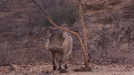 Warthog-walking-through-tundra-towards-camera---wide-shot