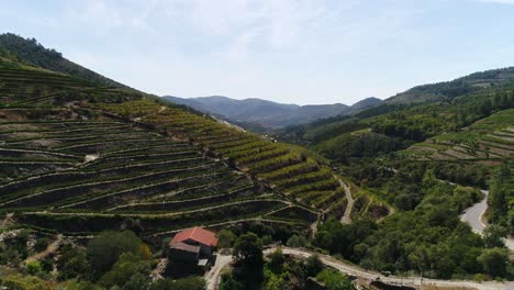 Bergterrassen-Weinberge-In-Der-Douro-Region-Im-Norden-Portugals