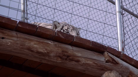 Weißer-Tiger-Liegt-Im-Gehege-Des-Zoos-Und-Blickt-über-Den-Felsvorsprung