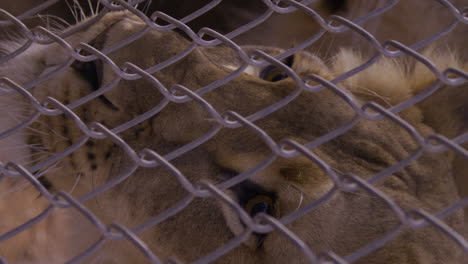 Lion-with-head-right-up-against-chain-link-fense---close-up-on-eyes---vertical-video