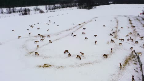 Aerial-view-in-front-of-a-herd-of-Reindeers-at-a-farm,-winter-in-Lapland