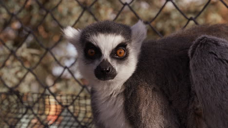 Lemur-eating-in-zoo-enclouser---looks-towards-camera