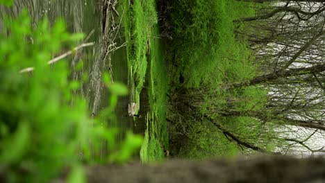 Gans,-Die-Ins-Bachwasser-Eintaucht-Und-Flussabwärts-Schwimmt,-Mit-Leuchtend-Grünen-Bäumen-Und-Natur-Im-Blick