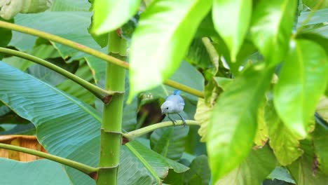 Blue-Gray-Tanager-Hyper-Aware-of-Surroundings-Before-Fleeing-Area