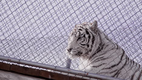 Weißer-Tiger-Legt-Sich-Gegen-Den-Zaun-Eines-Zoogeheges-–-Mächtiges-Gefangenes-Tier