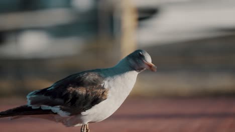 Delphinmöwe-Zu-Fuß-An-Einem-Windigen-Tag-In-Tierra-Del-Fuego,-Argentinien